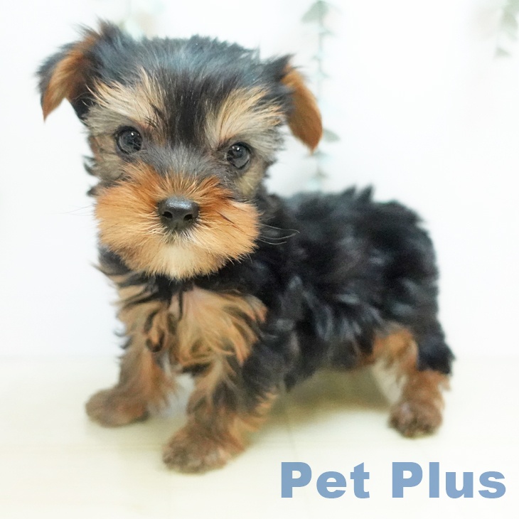 徳島県のヨークシャーテリア (ペットプラス 徳島店/2025年10月29日生まれ/男の子/スチールブルータン)の子犬の2枚目の画像