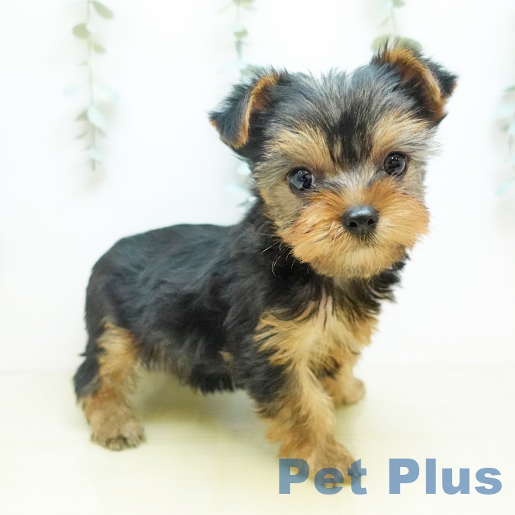 愛媛県のヨークシャーテリア (ペットプラス 新居浜店/2025年10月29日生まれ/女の子/スチールブルータン)の子犬の1枚目の画像