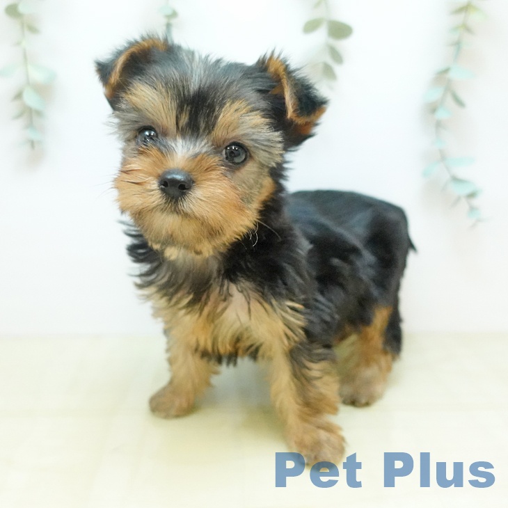 愛媛県のヨークシャーテリア (ペットプラス 新居浜店/2025年10月29日生まれ/女の子/スチールブルータン)の子犬の2枚目の画像