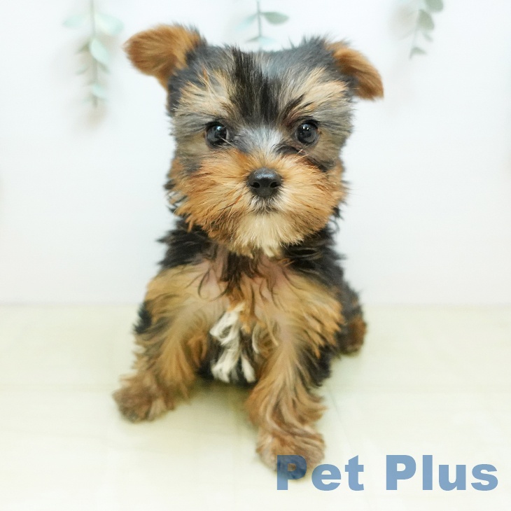 岡山県のヨークシャーテリア (ペットプラス 岡山店/2025年10月29日生まれ/女の子/スチールブルータン)の子犬の1枚目の画像