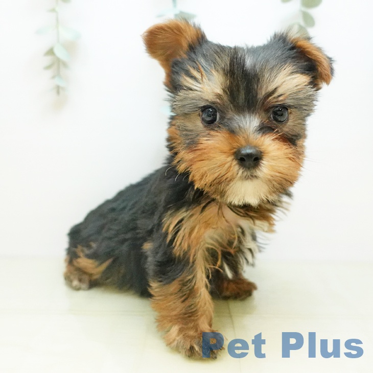 岡山県のヨークシャーテリア (ペットプラス 岡山店/2025年10月29日生まれ/女の子/スチールブルータン)の子犬の2枚目の画像
