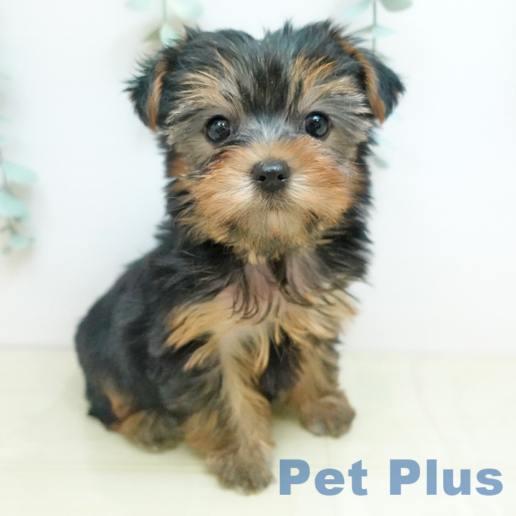 香川県のヨークシャーテリア (ペットプラス 綾川店/2025年10月29日生まれ/女の子/スチールブルータン)の子犬の1枚目の画像
