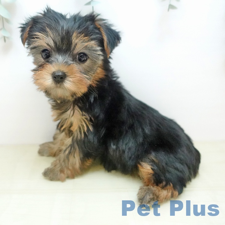 香川県のヨークシャーテリア (ペットプラス 綾川店/2025年10月29日生まれ/女の子/スチールブルータン)の子犬の2枚目の画像