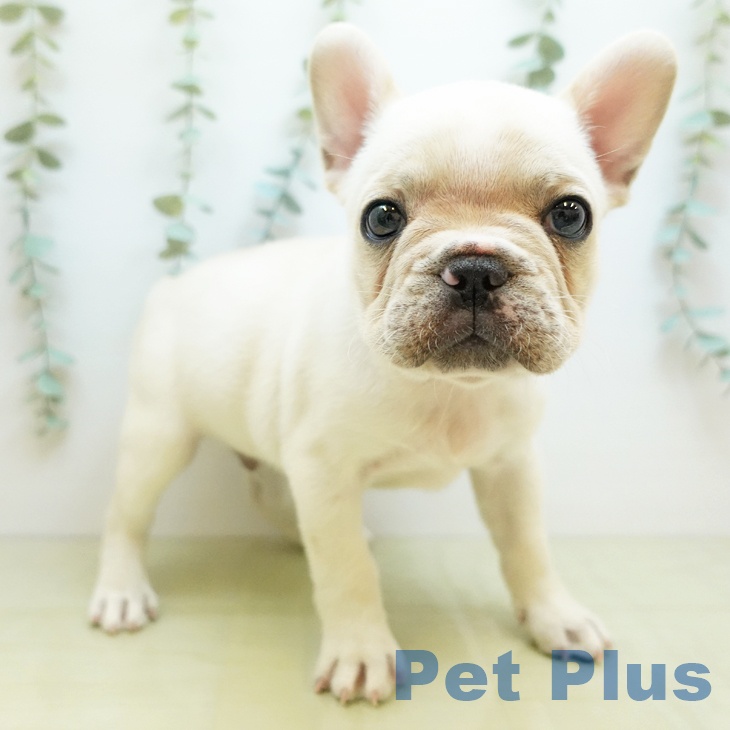 愛媛県のフレンチブルドッグ (ペットプラス 新居浜店/2025年10月27日生まれ/男の子/クリーム)の子犬の1枚目の画像