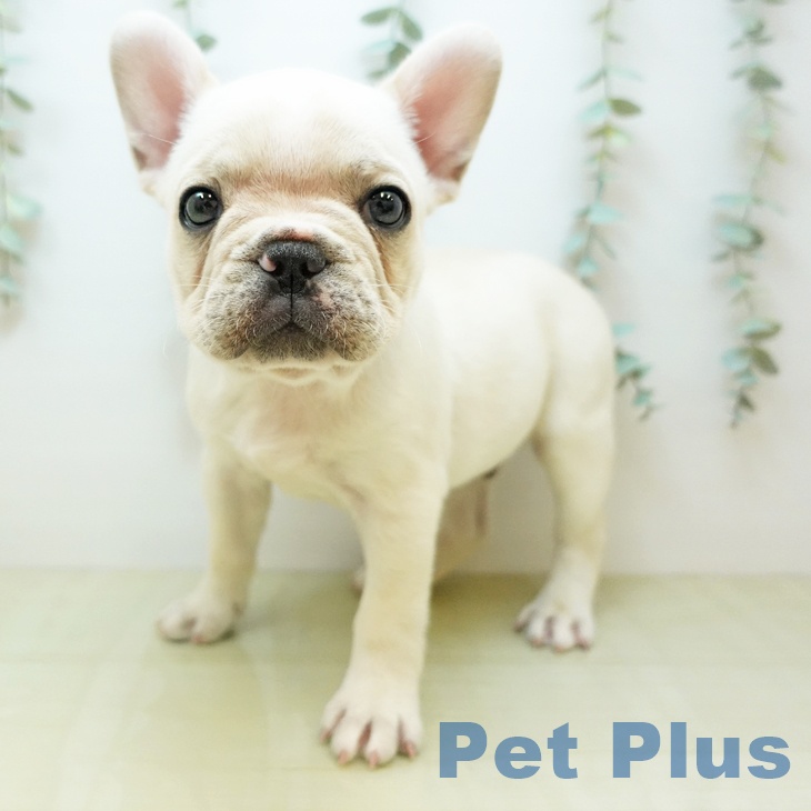 愛媛県のフレンチブルドッグ (ペットプラス 新居浜店/2025年10月27日生まれ/男の子/クリーム)の子犬の2枚目の画像
