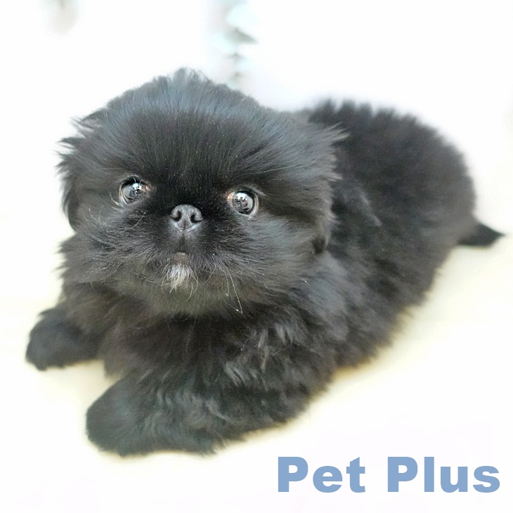 岡山県のペキニーズ (ペッツワン 岡山南店/2025年10月30日生まれ/男の子/ブラックホワイト)の子犬の1枚目の画像