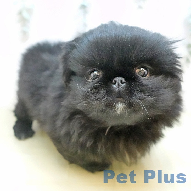 岡山県のペキニーズ (ペッツワン 岡山南店/2025年10月30日生まれ/男の子/ブラックホワイト)の子犬の2枚目の画像