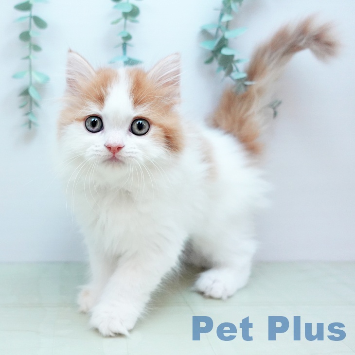 岡山県のスコティッシュフォールド (ペットプラス 岡山店/2025年10月25日生まれ/女の子/レッドタビーホワイト)の子猫の1枚目の画像