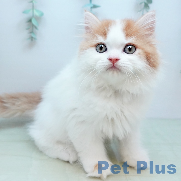 岡山県のスコティッシュフォールド (ペットプラス 岡山店/2025年10月25日生まれ/女の子/レッドタビーホワイト)の子猫の2枚目の画像