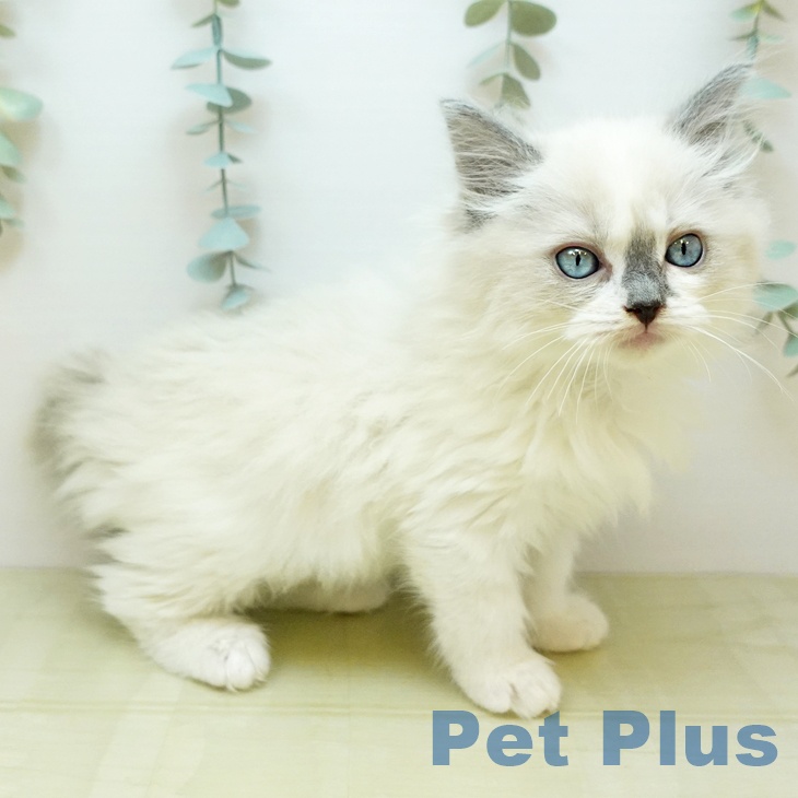 岡山県のラグドール (ペットプラス 岡山店/2025年10月27日生まれ/男の子/ブルーポイントバイカラー)の子猫の1枚目の画像