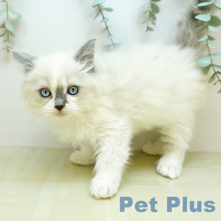岡山県のラグドール (ペットプラス 岡山店/2025年10月27日生まれ/男の子/ブルーポイントバイカラー)の子猫の2枚目の画像