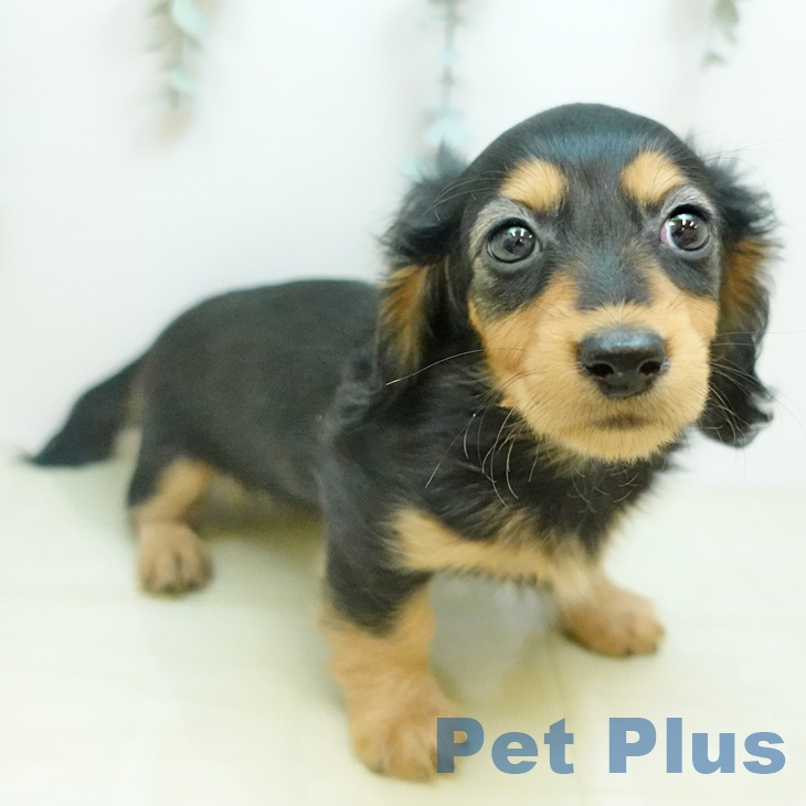 鳥取県のミニチュアダックスフンド(ロング) (ペッツワン 日吉津店/2025年10月23日生まれ/女の子/ブラックタン)の子犬の1枚目の画像