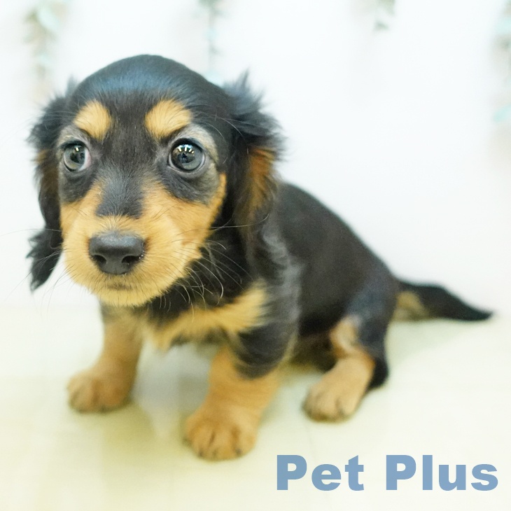 鳥取県のミニチュアダックスフンド(ロング) (ペッツワン 日吉津店/2025年10月23日生まれ/女の子/ブラックタン)の子犬の2枚目の画像