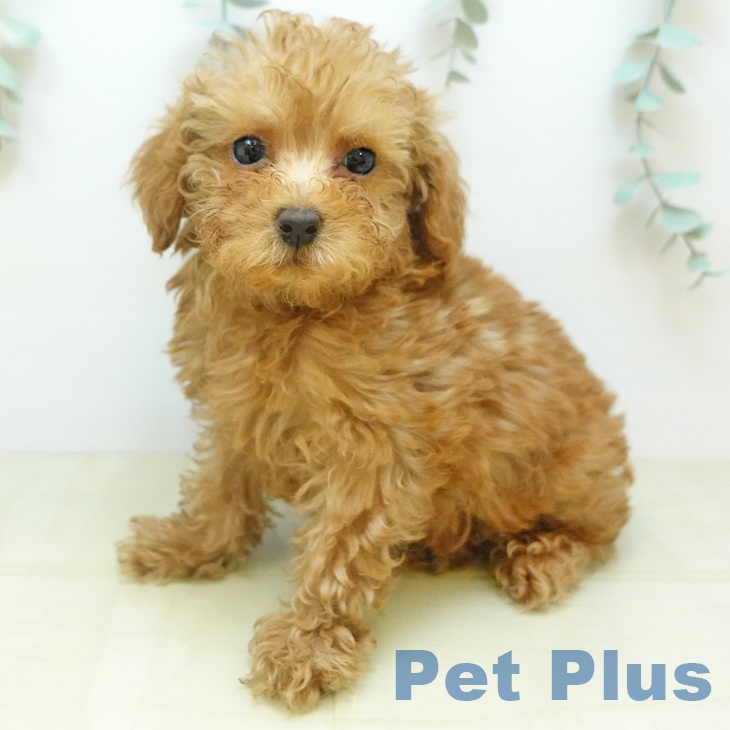 岡山県のトイプードル(トイ) (ペットプラス 岡山店/2025年10月28日生まれ/男の子/アプリコット)の子犬の1枚目の画像