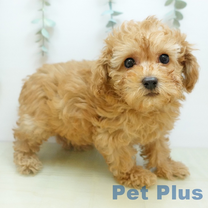 岡山県のトイプードル(トイ) (ペットプラス 岡山店/2025年10月28日生まれ/女の子/アプリコット)の子犬の1枚目の画像