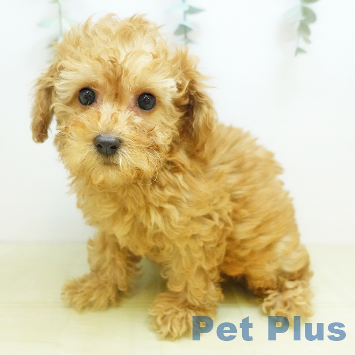 岡山県のトイプードル(トイ) (ペットプラス 岡山店/2025年10月28日生まれ/女の子/アプリコット)の子犬の2枚目の画像