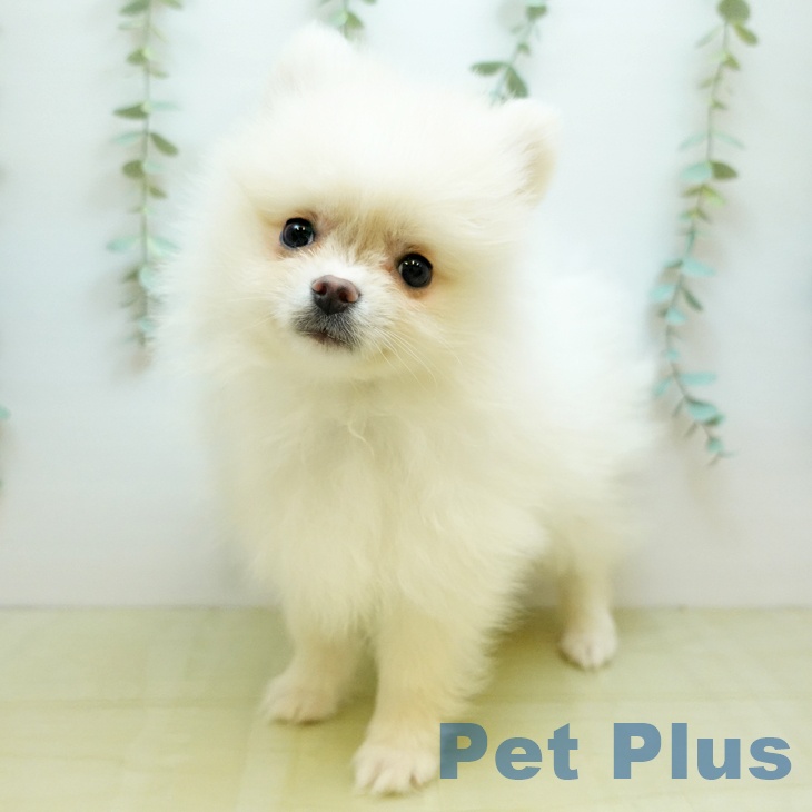 徳島県のポメラニアン (ペットプラス 徳島店/2025年10月21日生まれ/男の子/ホワイトクリーム)の子犬の1枚目の画像