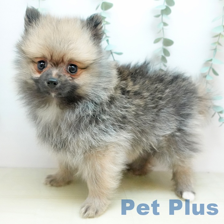 岡山県のポメラニアン (ペットプラス 岡山店/2025年10月21日生まれ/男の子/ウルフセーブル)の子犬の1枚目の画像