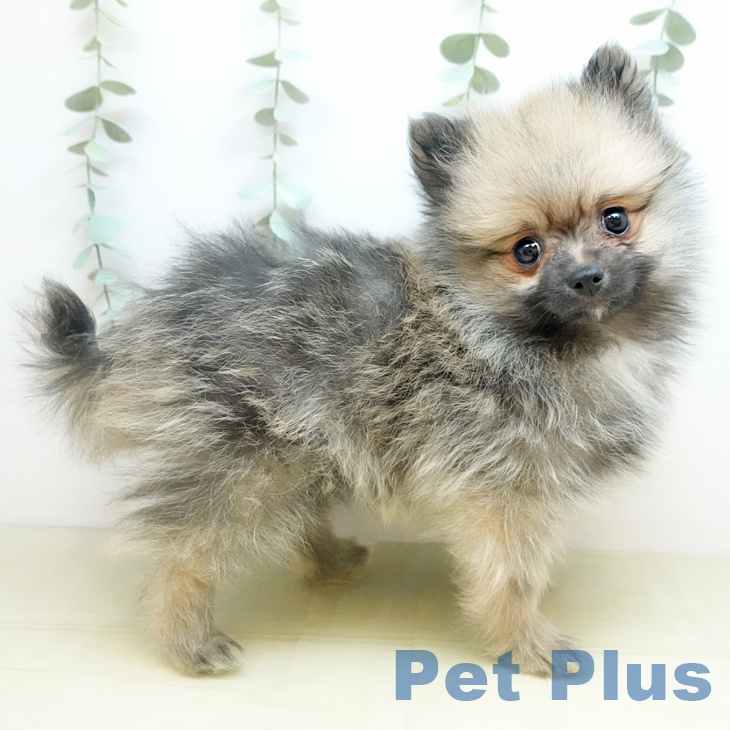 岡山県のポメラニアン (ペットプラス 岡山店/2025年10月21日生まれ/男の子/ウルフセーブル)の子犬の2枚目の画像