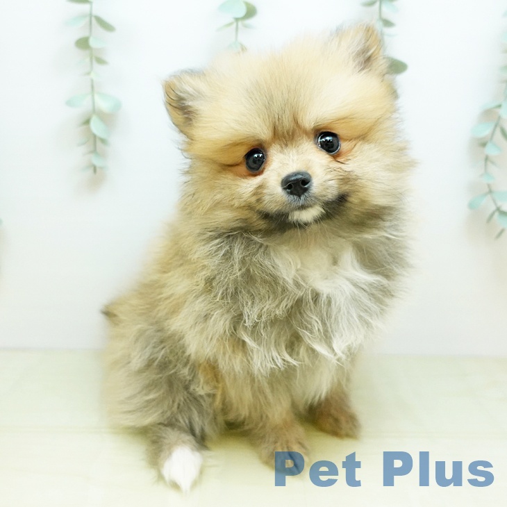 香川県のポメラニアン (ペットプラス 綾川店/2025年10月21日生まれ/女の子/オレンジセーブル)の子犬の1枚目の画像