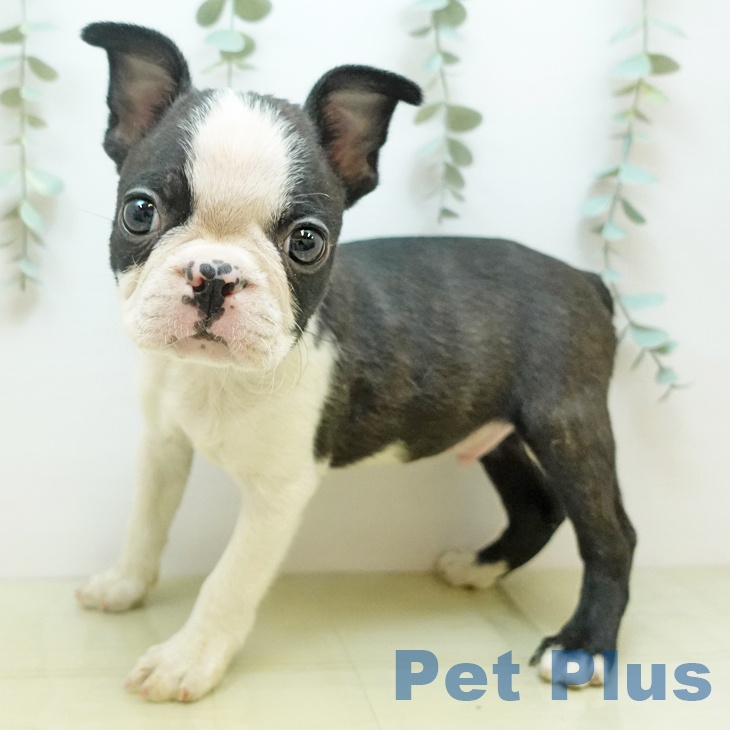 岡山県のボストンテリア (ペットプラス 岡山店/2025年10月29日生まれ/男の子/ボストンカラー)の子犬の1枚目の画像