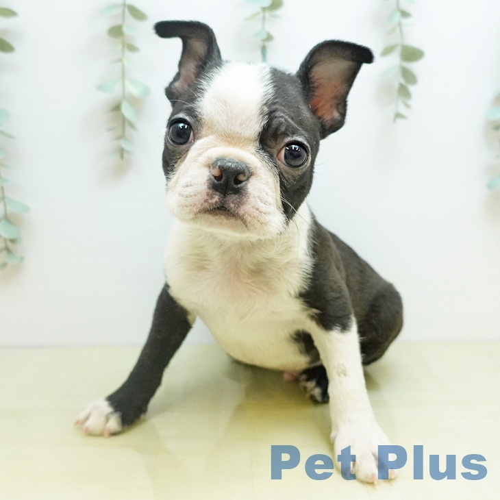 香川県のボストンテリア (ペットプラス 高松店/2025年10月29日生まれ/男の子/ボストンカラー)の子犬