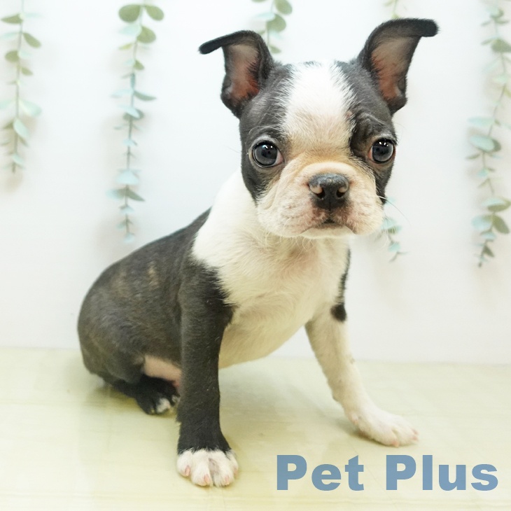 香川県のボストンテリア (ペットプラス 高松店/2025年10月29日生まれ/男の子/ボストンカラー)の子犬の2枚目の画像