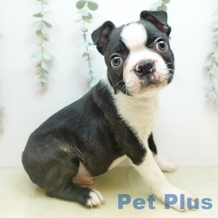 愛媛県のボストンテリア (ペットプラス 新居浜店/2025年10月26日生まれ/男の子/ボストンカラー)の子犬