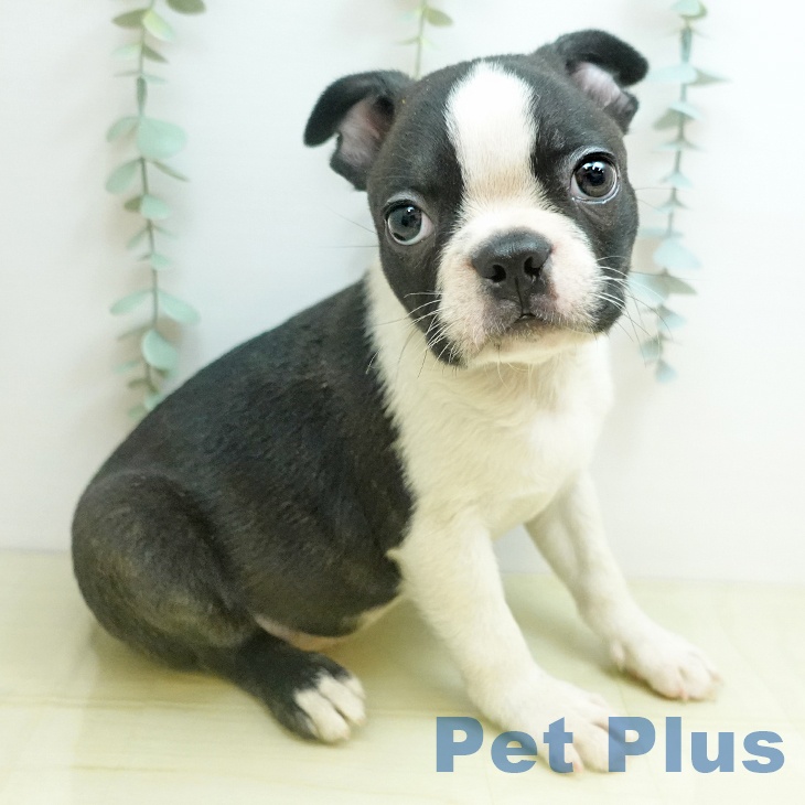 岡山県のボストンテリア (ペッツワン 岡山南店/2025年10月31日生まれ/男の子/ボストンカラー)の子犬の1枚目の画像