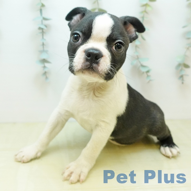 岡山県のボストンテリア (ペッツワン 岡山南店/2025年10月31日生まれ/男の子/ボストンカラー)の子犬の2枚目の画像
