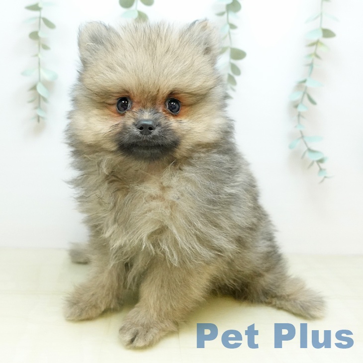 愛媛県のポメラニアン (ペットプラス 新居浜店/2025年10月25日生まれ/男の子/クリームセーブル)の子犬の1枚目の画像