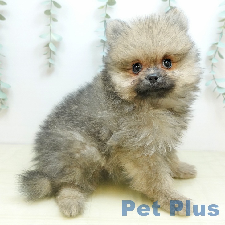 愛媛県のポメラニアン (ペットプラス 新居浜店/2025年10月25日生まれ/男の子/クリームセーブル)の子犬の2枚目の画像