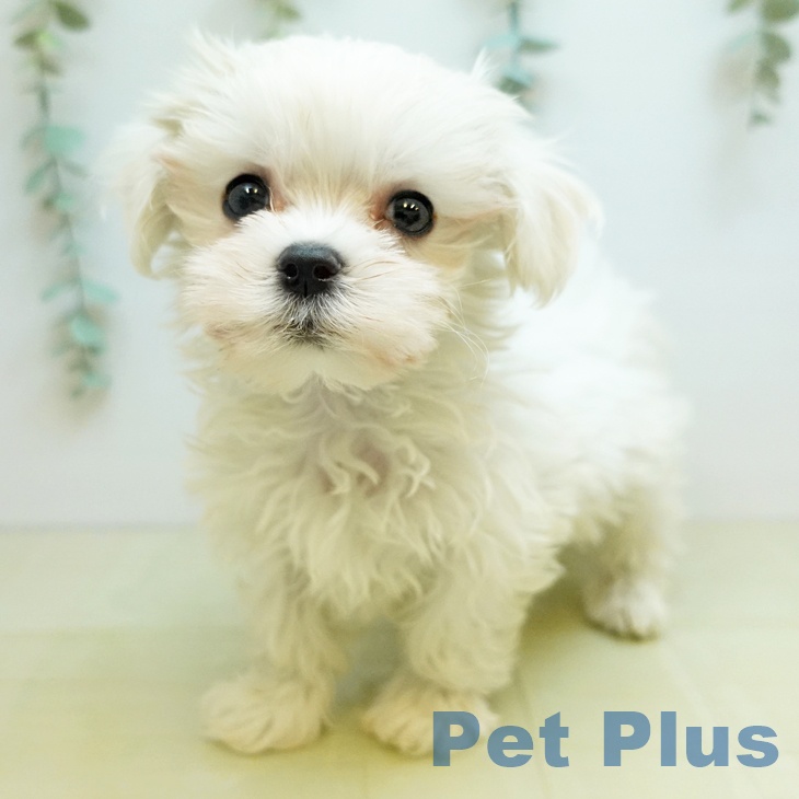 大阪府のマルチーズ (ペットプラス りんくう泉南店/2025年10月31日生まれ/男の子/ホワイト)の子犬の1枚目の画像
