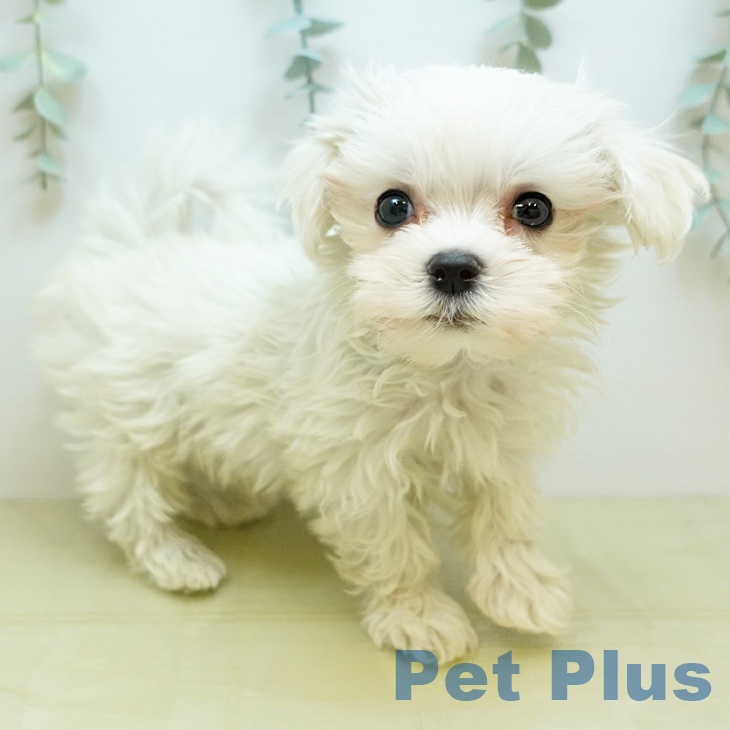 大阪府のマルチーズ (ペットプラス りんくう泉南店/2025年10月31日生まれ/男の子/ホワイト)の子犬の2枚目の画像