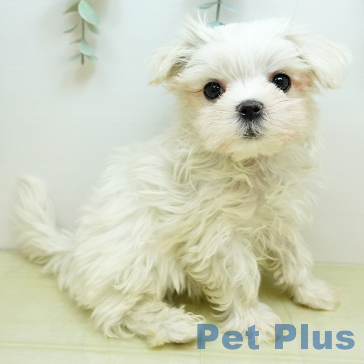 大阪府のマルチーズ (ペットプラス ららぽーと和泉店/2025年10月31日生まれ/男の子/ホワイト)の子犬の2枚目の画像
