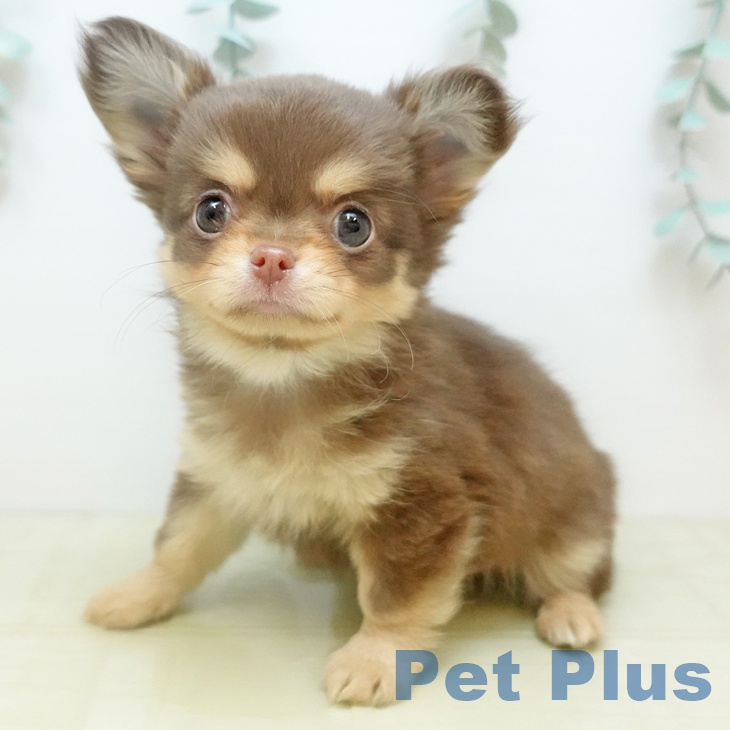 岡山県のチワワ(ロング) (ペットプラス 岡山店/2025年10月30日生まれ/女の子/チョコレートクリーム)の子犬