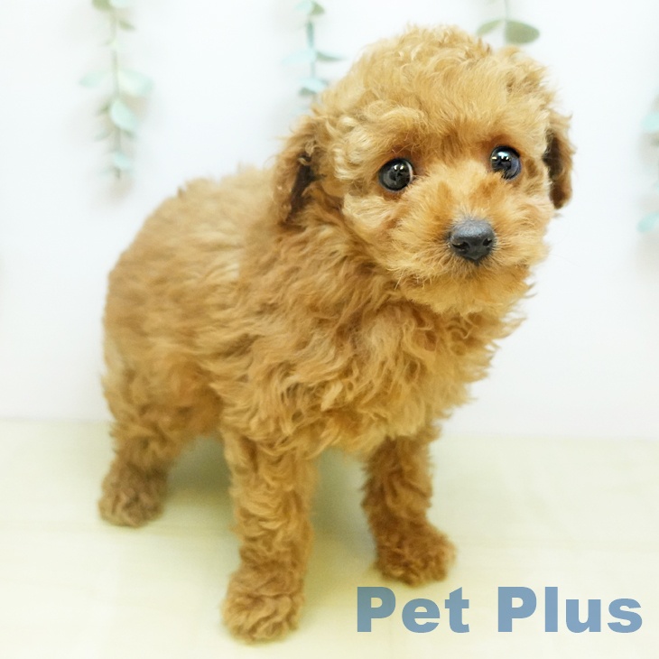 鳥取県のトイプードル(トイ) (ペッツワン 日吉津店/2025年10月24日生まれ/女の子/アプリコット)の子犬の1枚目の画像