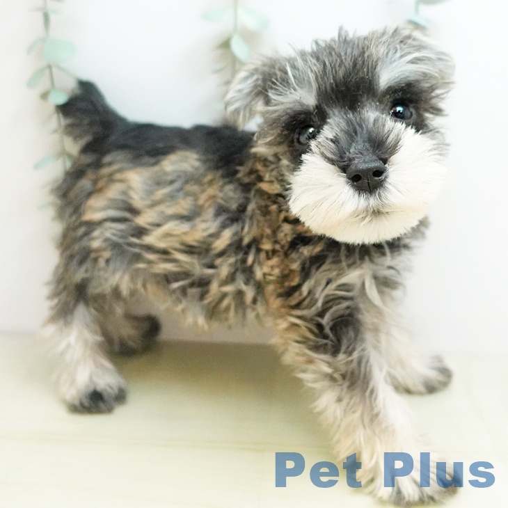 京都府のミニチュアシュナウザー (ペットプラス 久御山店/2025年10月24日生まれ/男の子/ソルトペッパー)の子犬の1枚目の画像