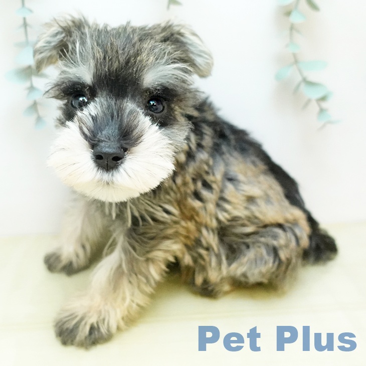 京都府のミニチュアシュナウザー (ペットプラス 久御山店/2025年10月24日生まれ/男の子/ソルトペッパー)の子犬の2枚目の画像