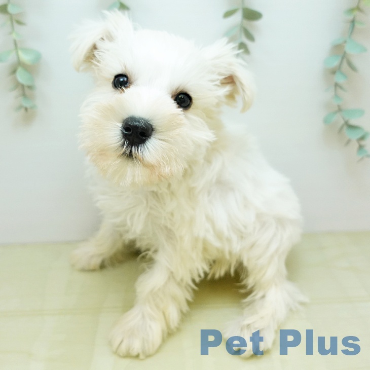 京都府のミニチュアシュナウザー (ペットプラス 京都桂川店/2025年10月31日生まれ/男の子/ホワイト)の子犬の1枚目の画像