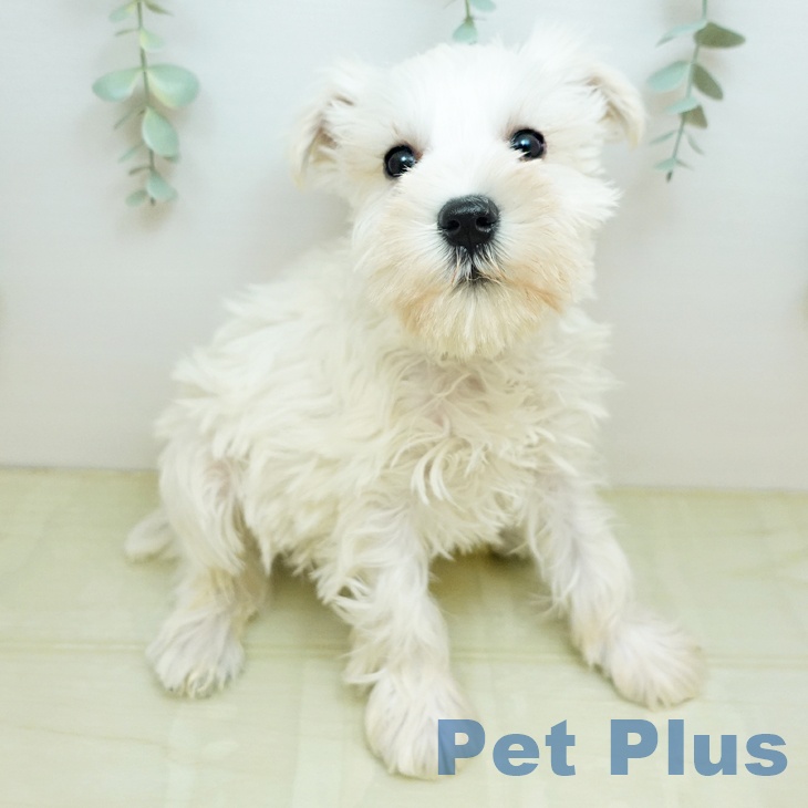 京都府のミニチュアシュナウザー (ペットプラス 京都桂川店/2025年10月31日生まれ/男の子/ホワイト)の子犬の2枚目の画像
