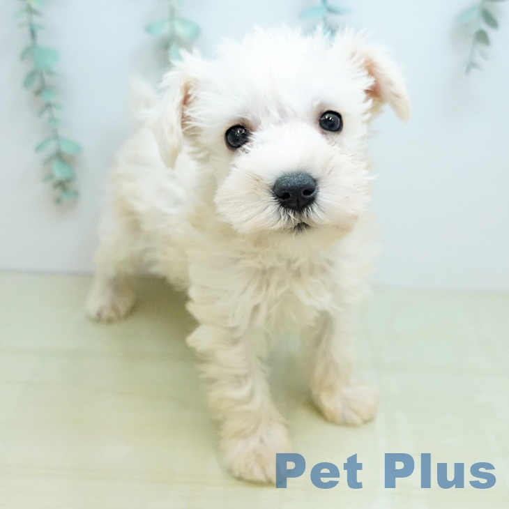 大阪府のミニチュアシュナウザー (ペットプラス イオン大日店/2025年10月31日生まれ/男の子/ウィートン)の子犬の1枚目の画像