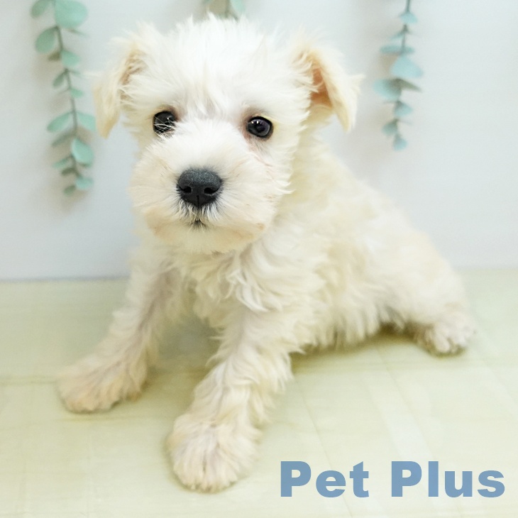 大阪府のミニチュアシュナウザー (ペットプラス イオン大日店/2025年10月31日生まれ/男の子/ウィートン)の子犬の2枚目の画像