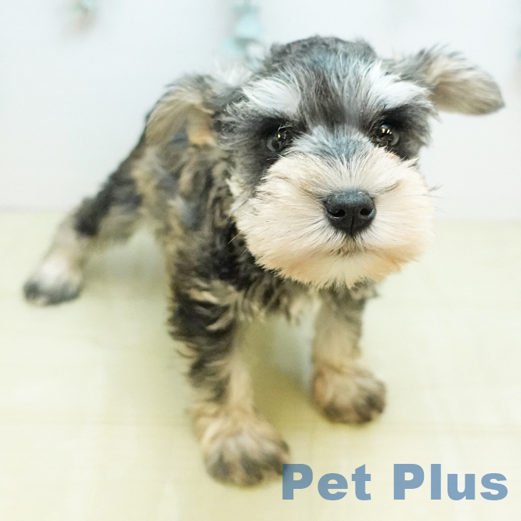 大阪府のミニチュアシュナウザー (ペットプラス 四條畷店/2025年10月31日生まれ/男の子/ソルトペッパー)の子犬の1枚目の画像