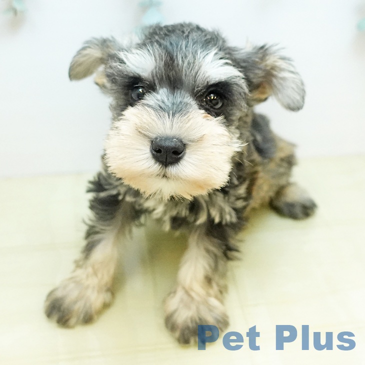 大阪府のミニチュアシュナウザー (ペットプラス 四條畷店/2025年10月31日生まれ/男の子/ソルトペッパー)の子犬の2枚目の画像