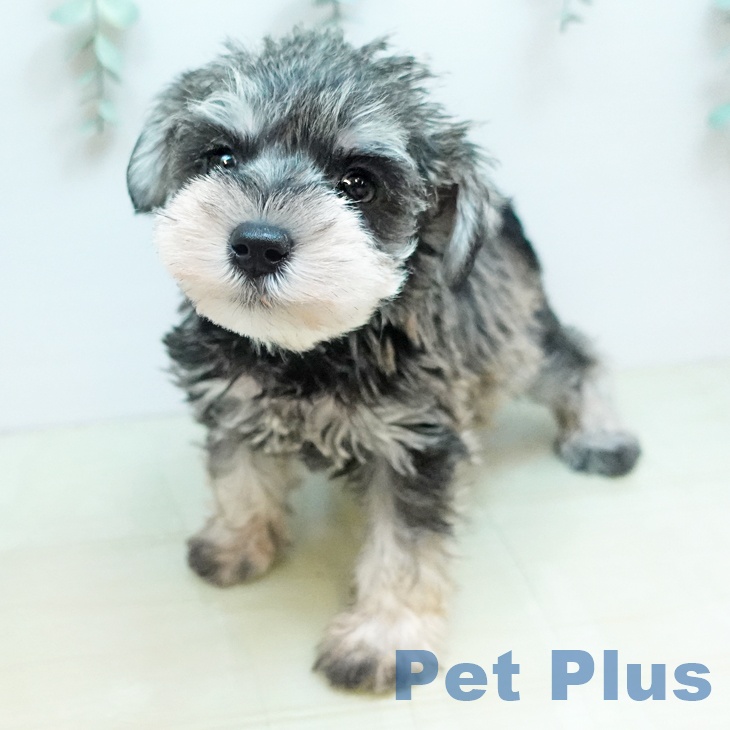 愛媛県のミニチュアシュナウザー (ペットプラス 新居浜店/2025年10月31日生まれ/女の子/ソルトペッパー)の子犬の1枚目の画像