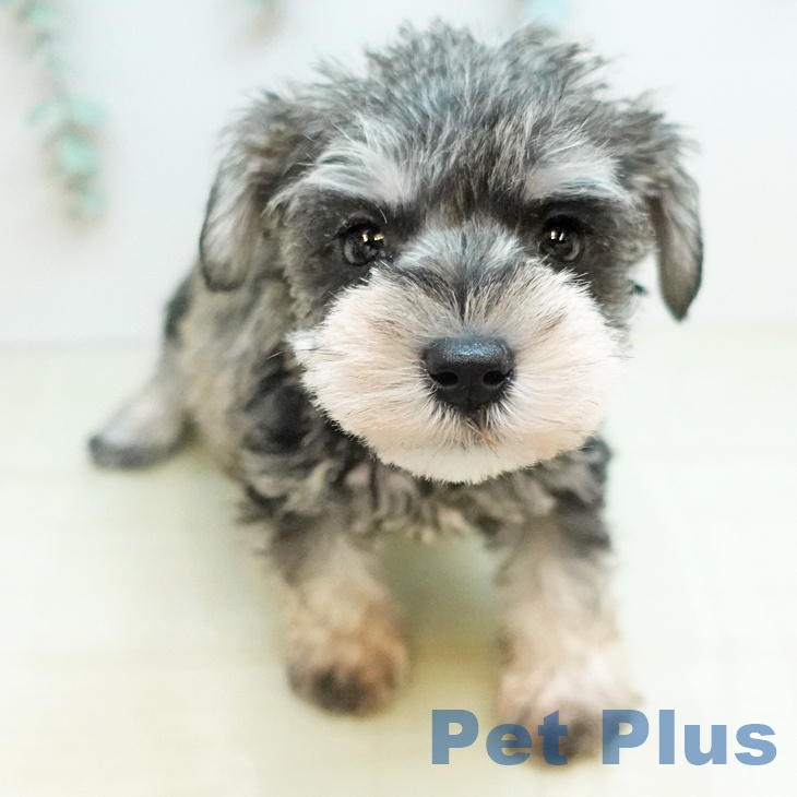 愛媛県のミニチュアシュナウザー (ペットプラス 新居浜店/2025年10月31日生まれ/女の子/ソルトペッパー)の子犬の2枚目の画像