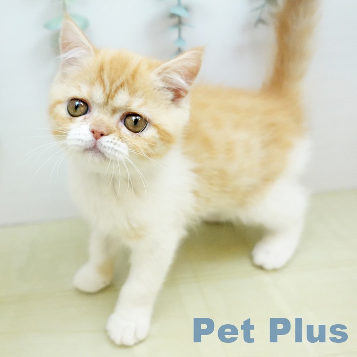 香川県のスコティッシュフォールド (ペットプラス 高松店/2025年10月24日生まれ/女の子/レッドタビーホワイト)の子猫の1枚目の画像
