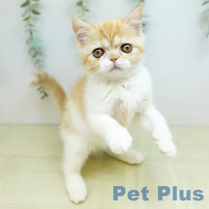 香川県のスコティッシュフォールド (ペットプラス 高松店/2025年10月24日生まれ/女の子/レッドタビーホワイト)の子猫の2枚目の画像