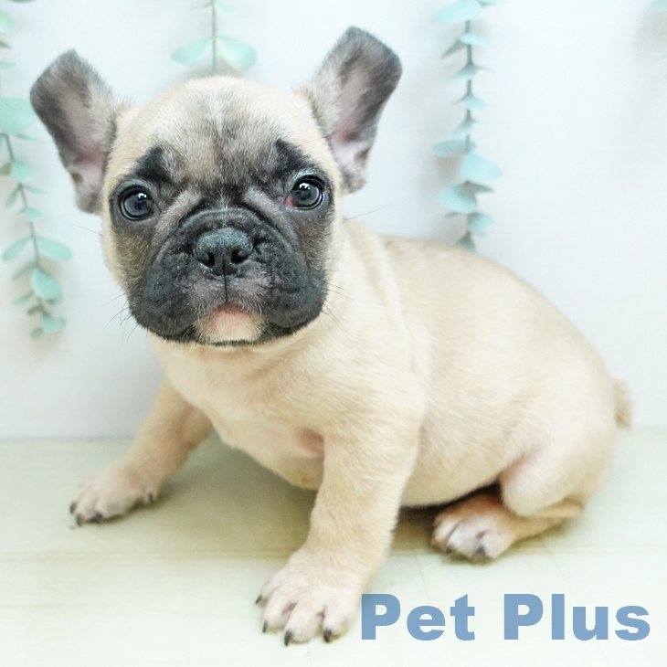 大阪府のフレンチブルドッグ (ペットプラス りんくう泉南店/2025年10月22日生まれ/男の子/フォーン)の子犬の1枚目の画像